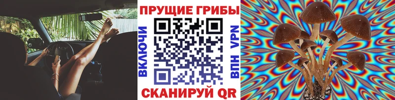 Псилоцибиновые грибы Psilocybine cubensis  закладки  Кологрив 